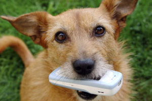Dog Ate My Cell Phone